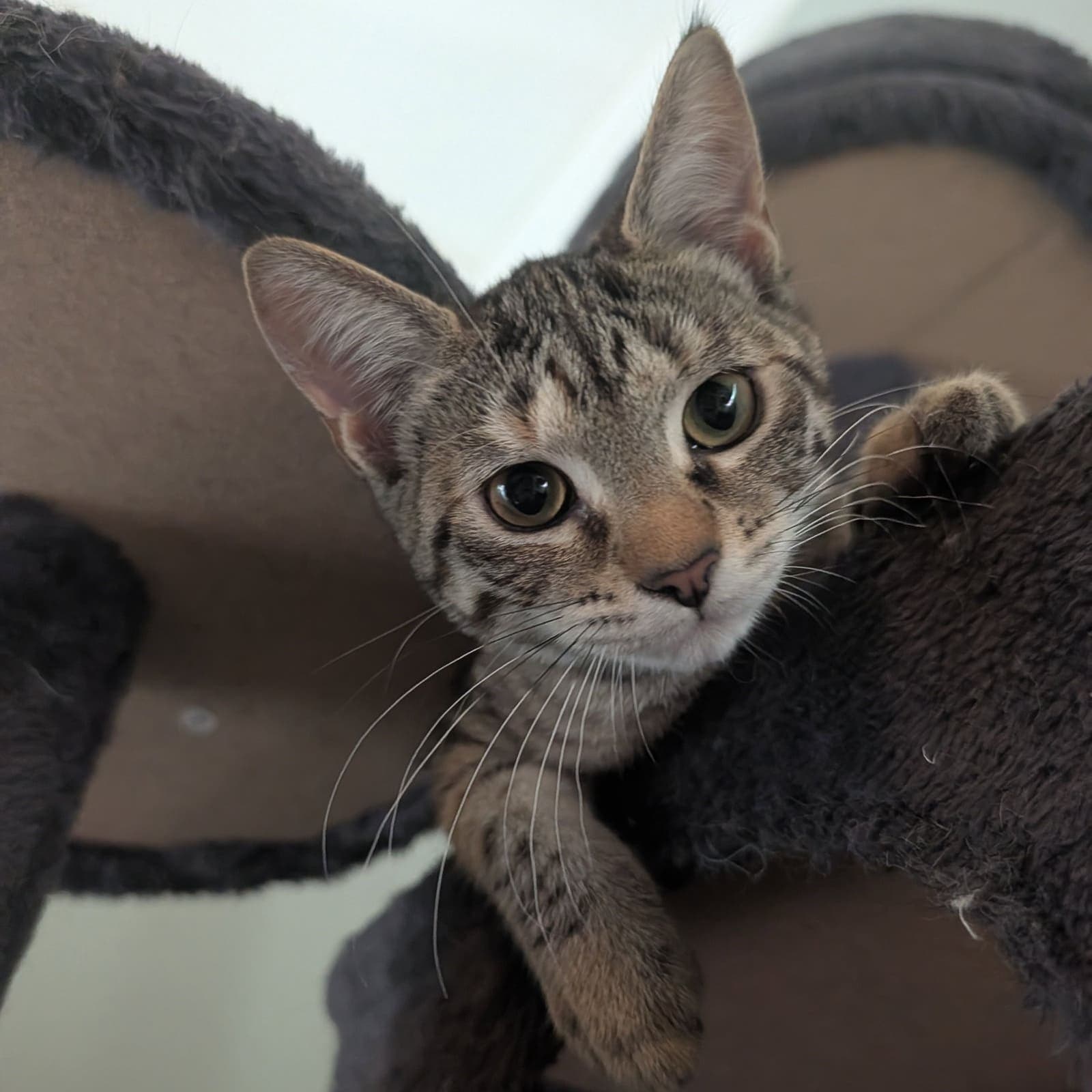 Louise - Domestic Short Hair
