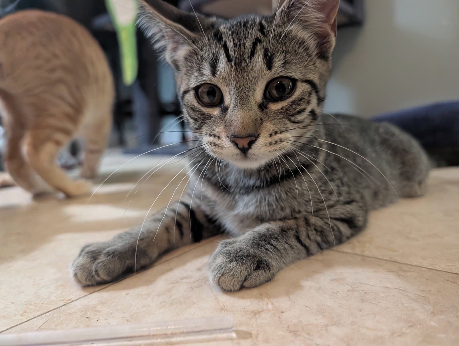 Tina - Domestic Short Hair