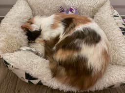 Calico Jones image 3