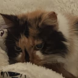 Calico Jones image 2