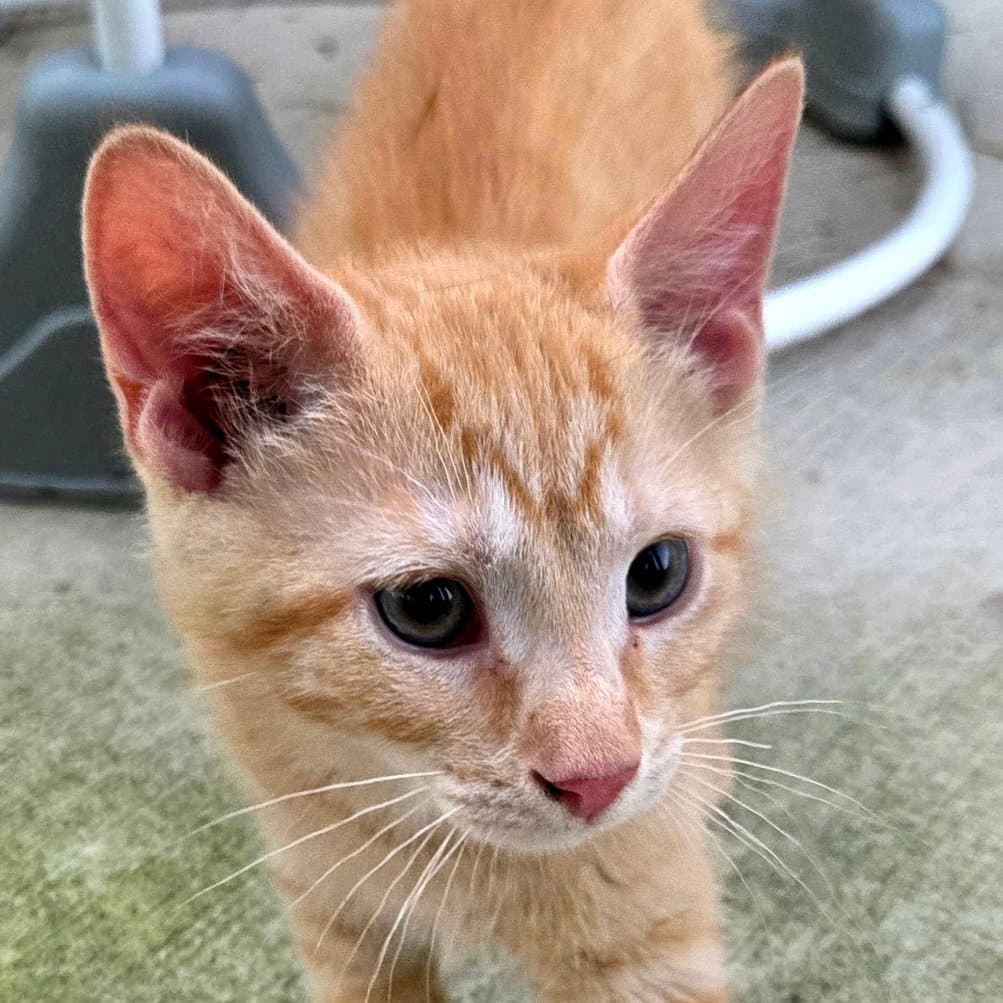 Mango - Domestic Short Hair