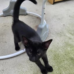 Binx image 1