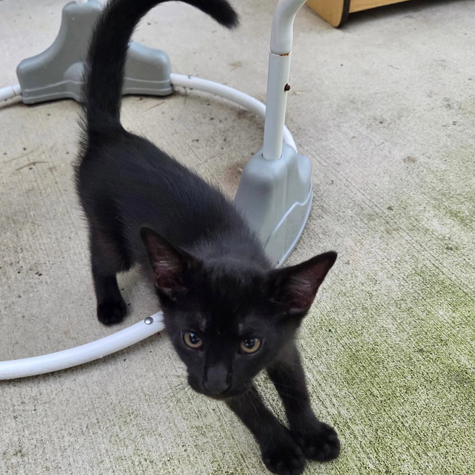 Binx - Domestic Short Hair