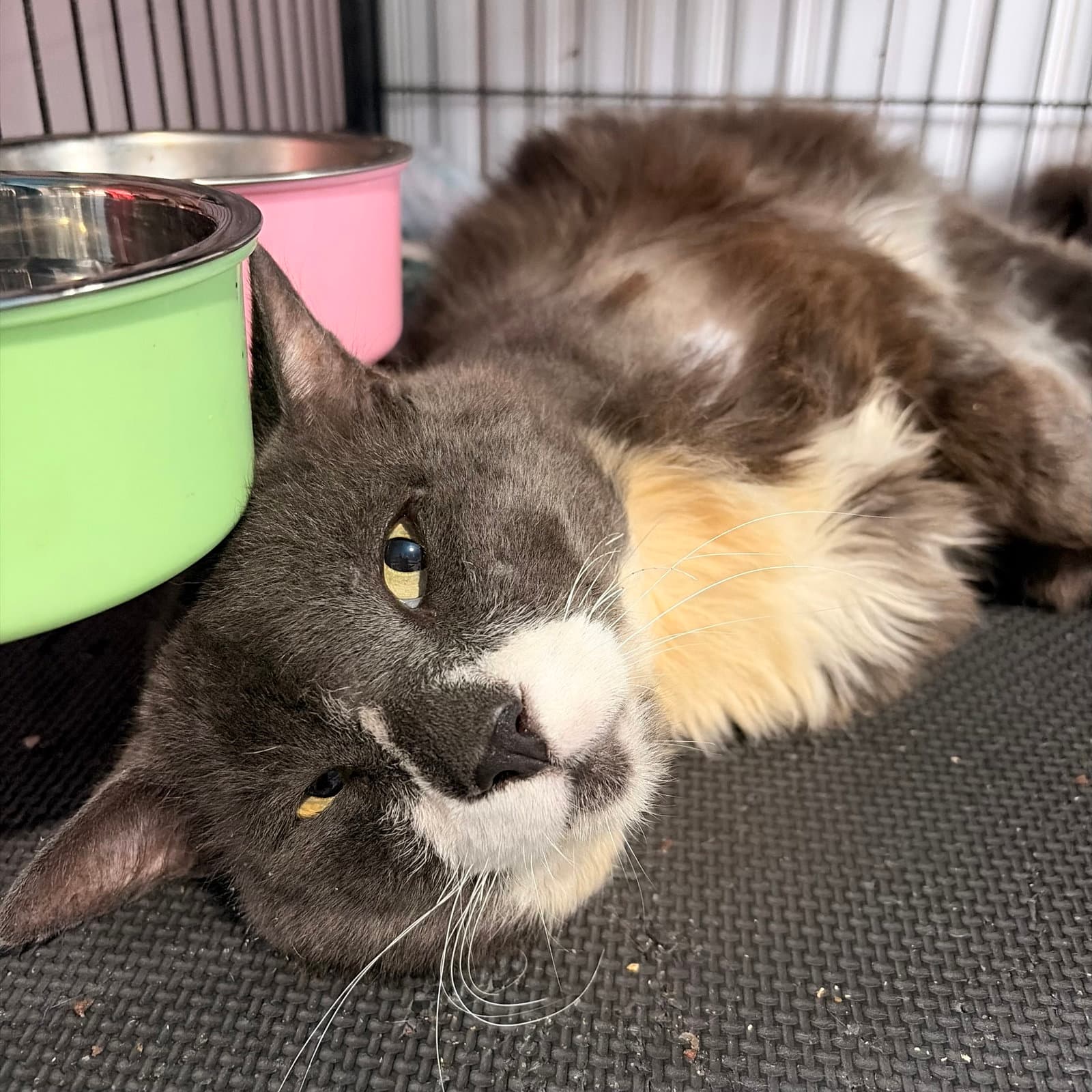 Champion - Domestic Medium Hair