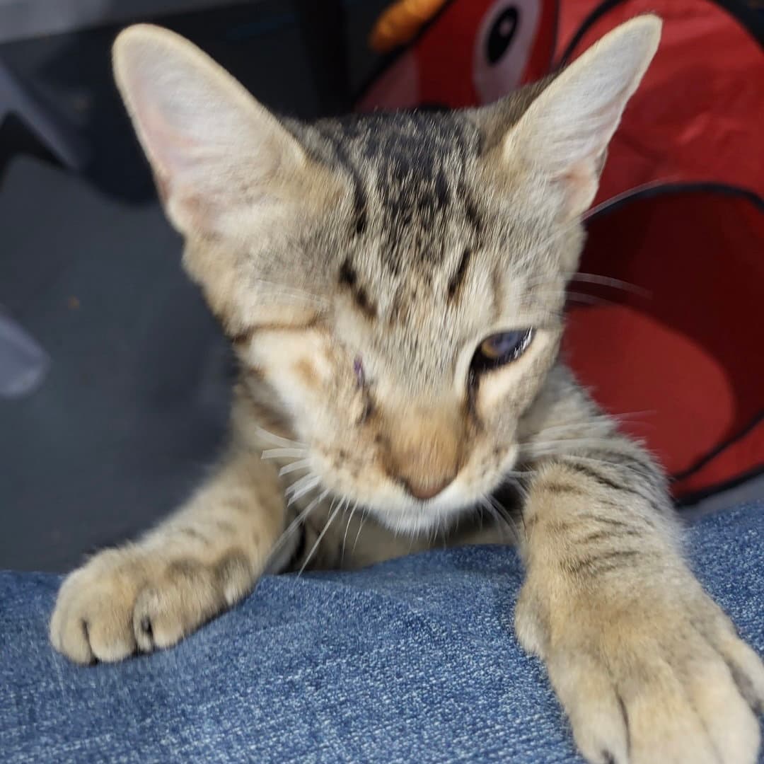 Pirate - Domestic Short Hair