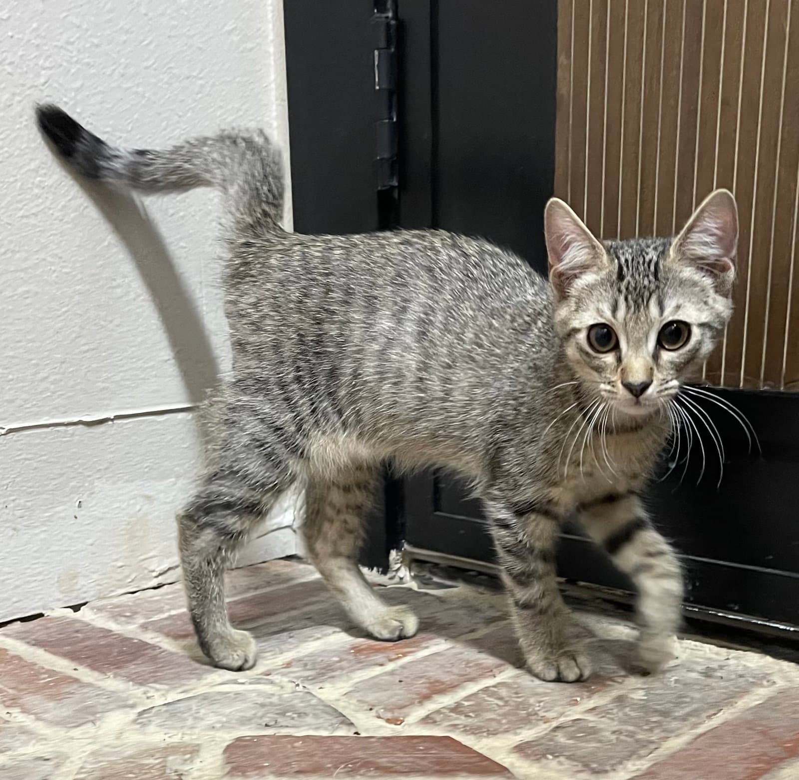 Gatlin - Domestic Short Hair