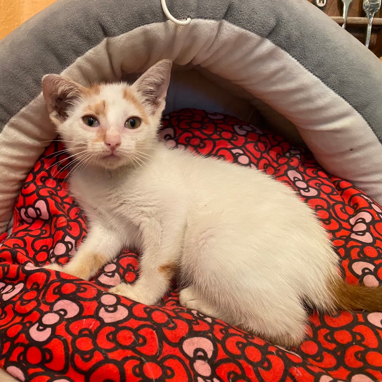 Chai - Domestic Short Hair