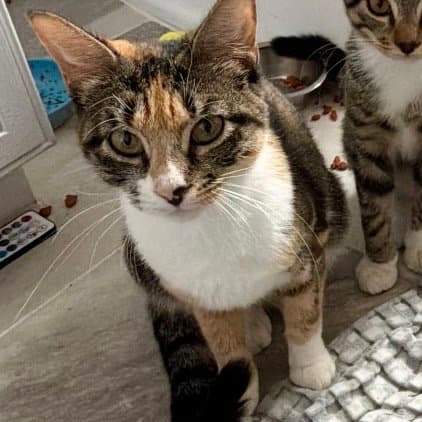 Tessa - Domestic Short Hair
