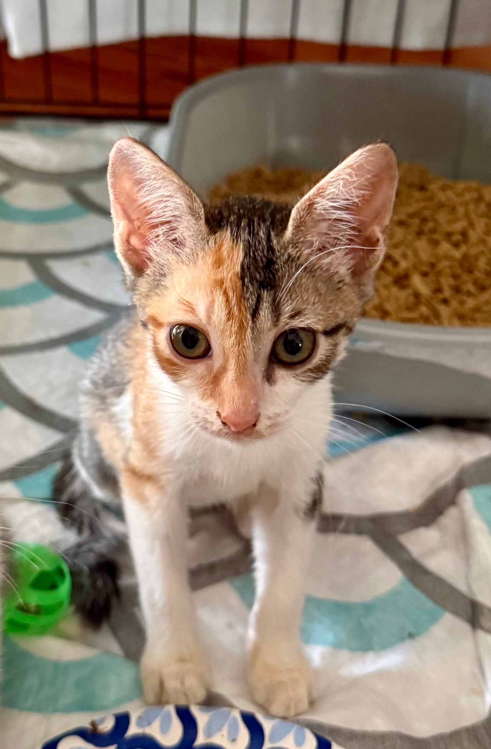 Tofu - Domestic Short Hair