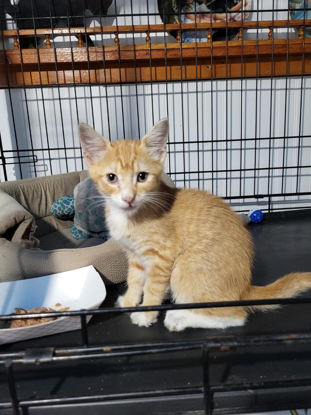 Booboo - Domestic Short Hair