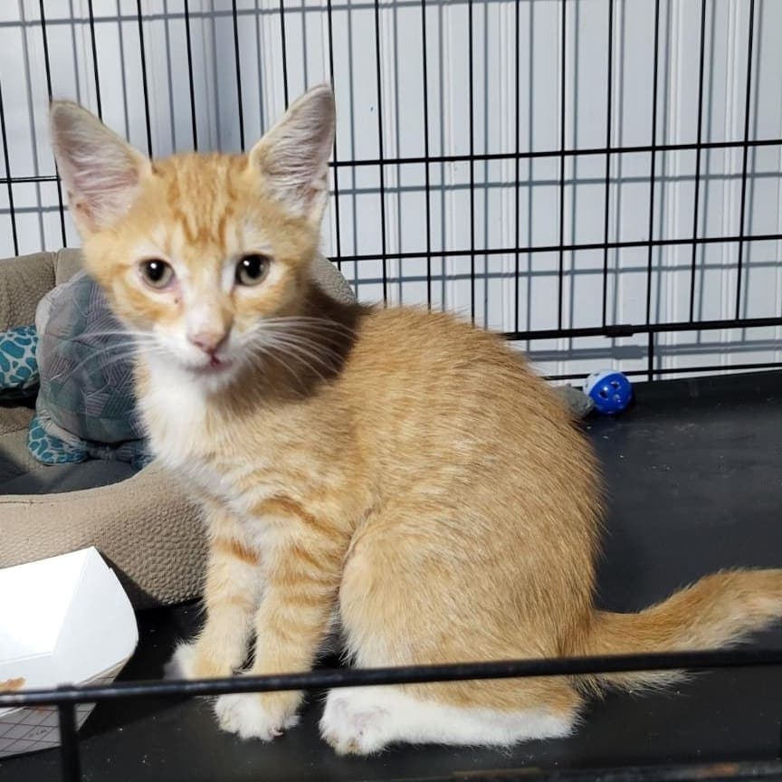 Booboo - Domestic Short Hair