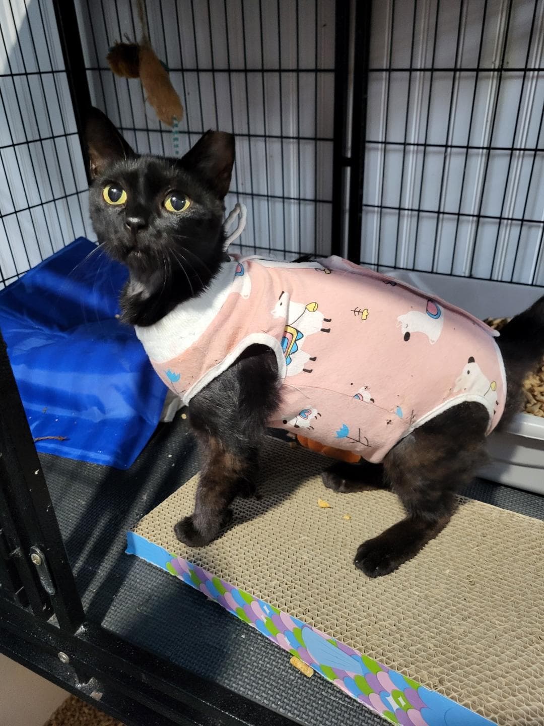 Merry - Domestic Short Hair