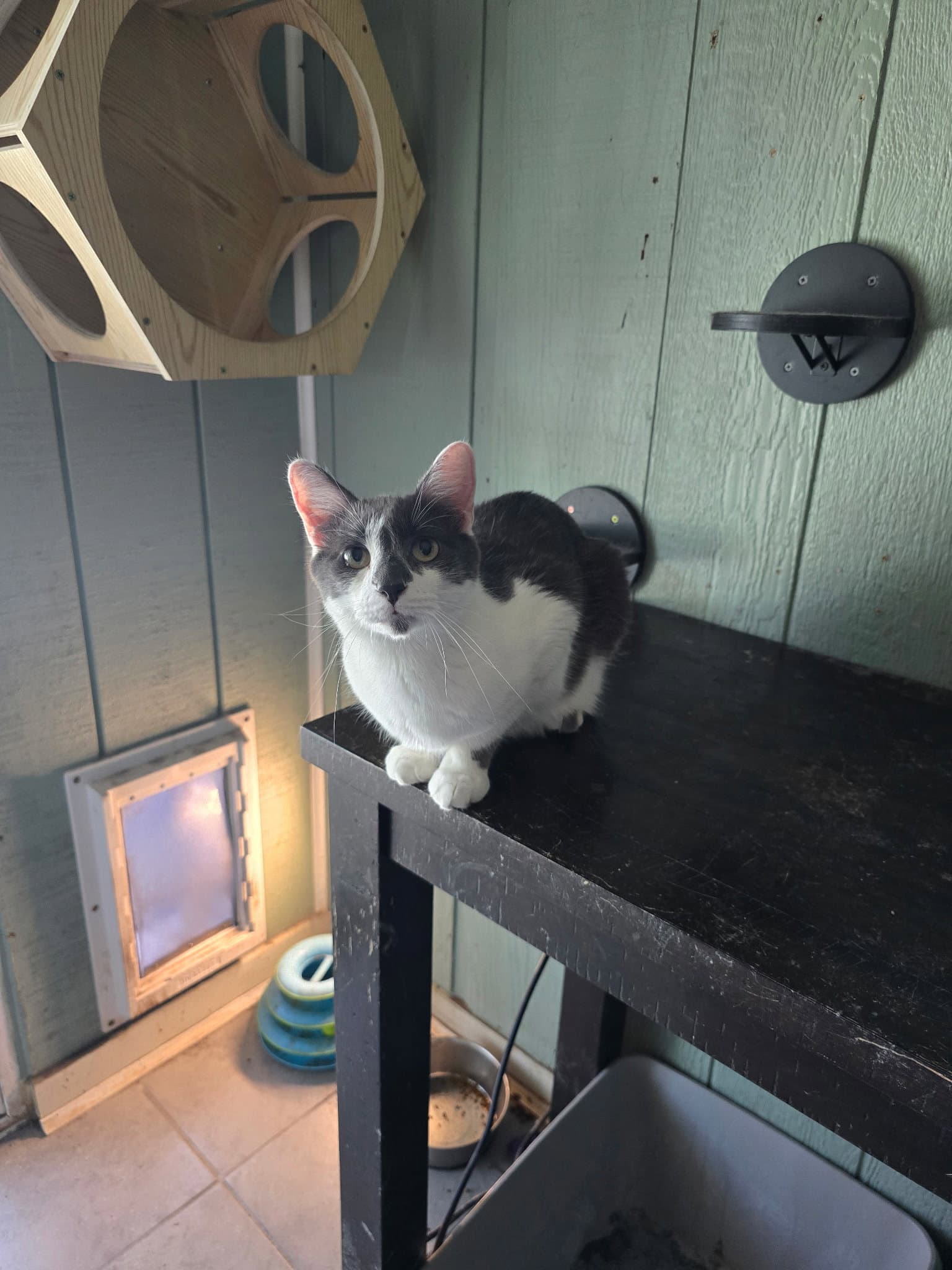 Fievel - Domestic Short Hair