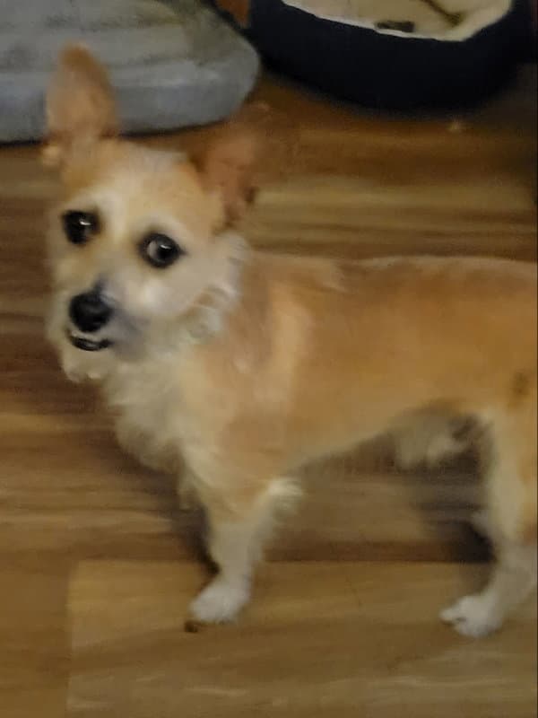 Daxton - Terrier