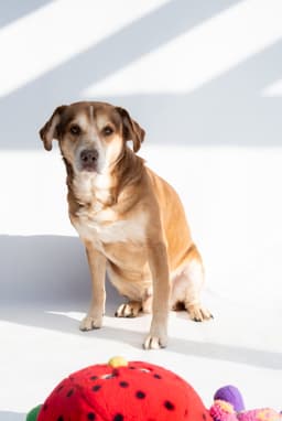 Clyde image 3