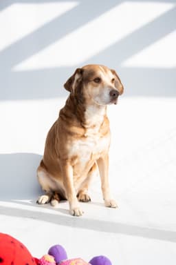 Clyde image 4