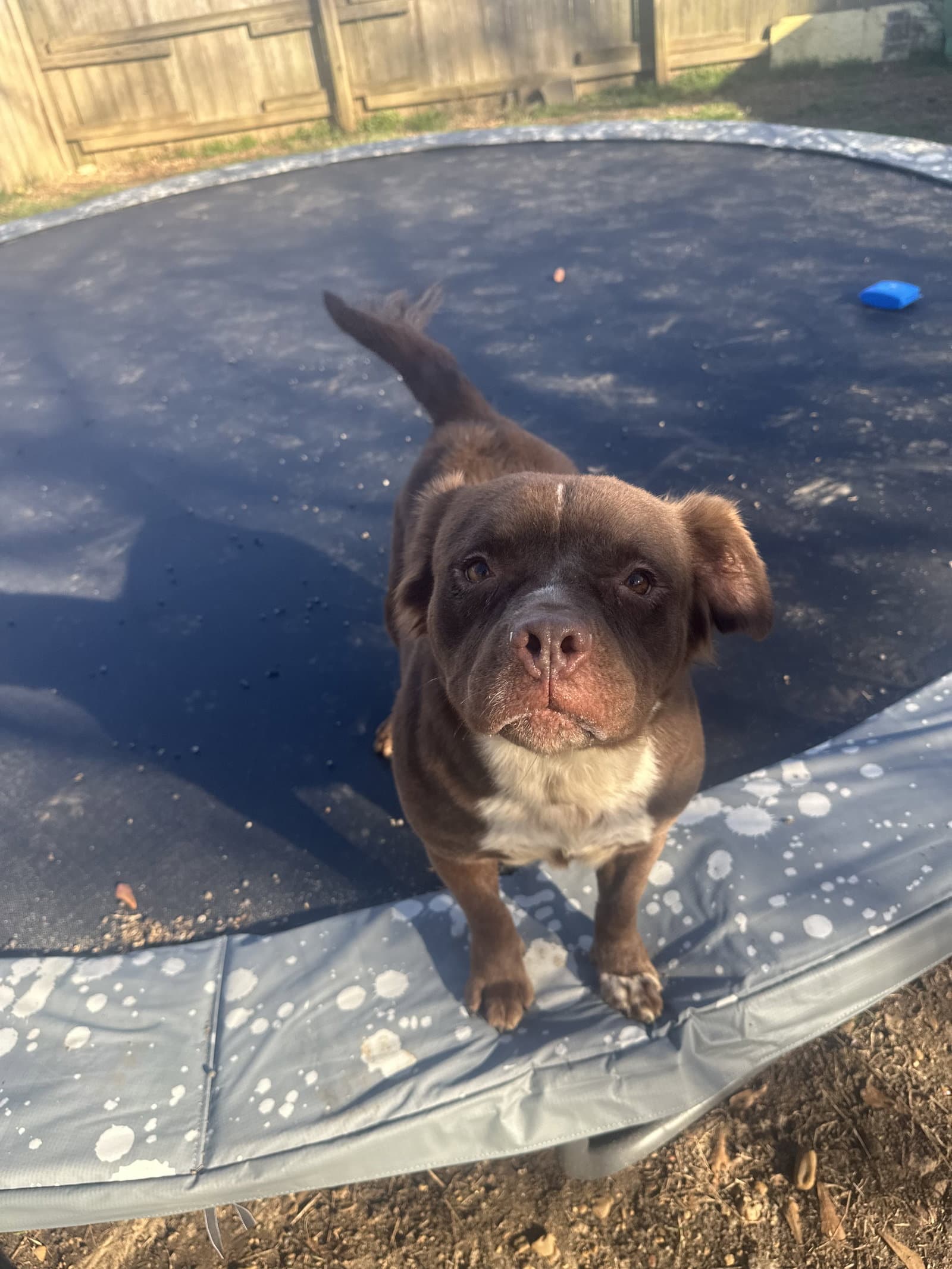 Bridget Baby - American Staffordshire Terrier