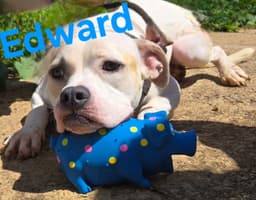 Edward image 1