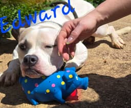 Edward image 2