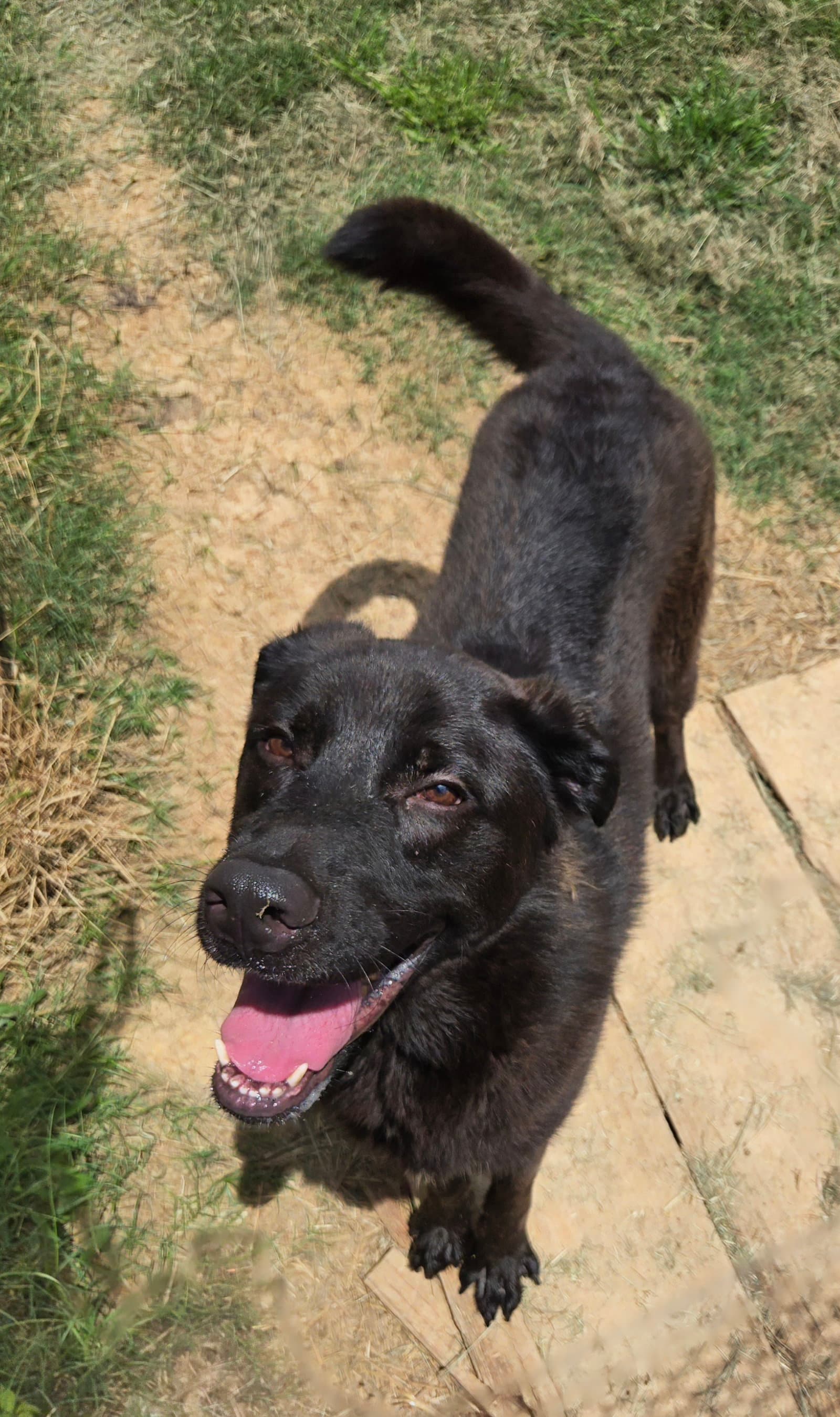 Thrasher - Labrador Retriever