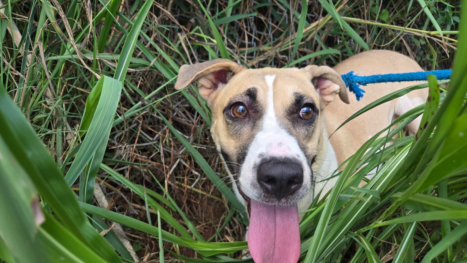 Martina - Black Mouth Cur