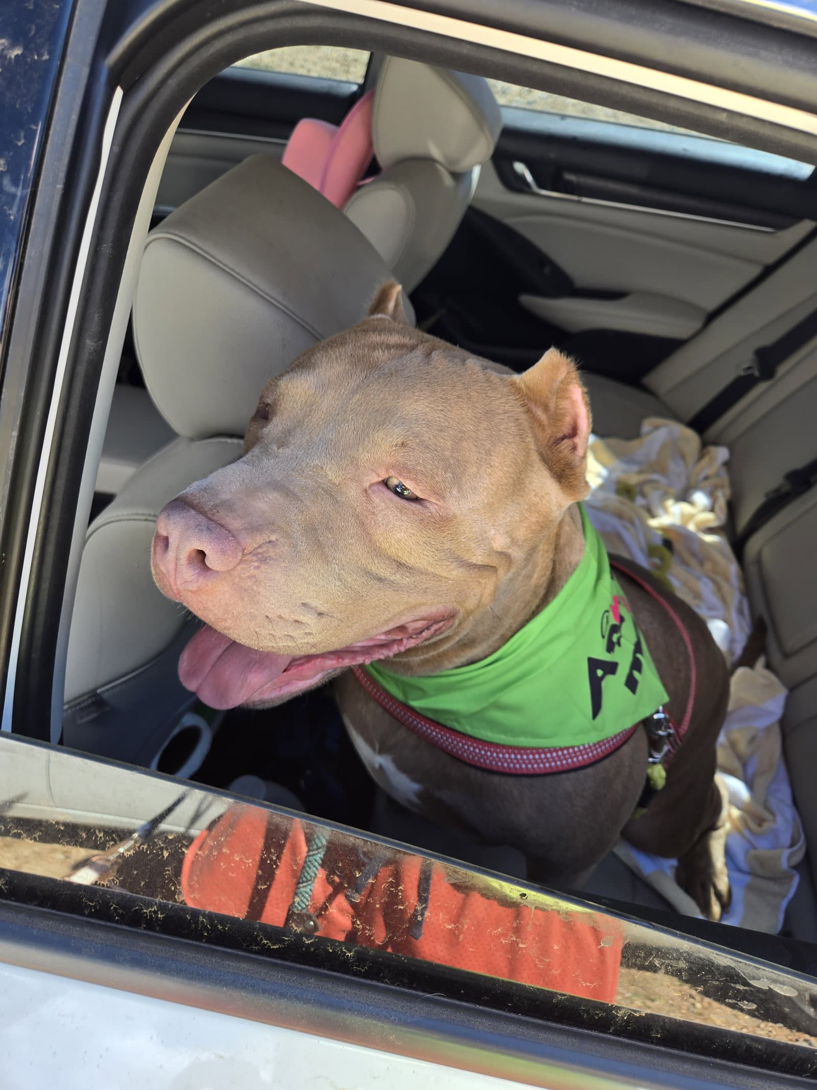 Mayham - American Staffordshire Terrier
