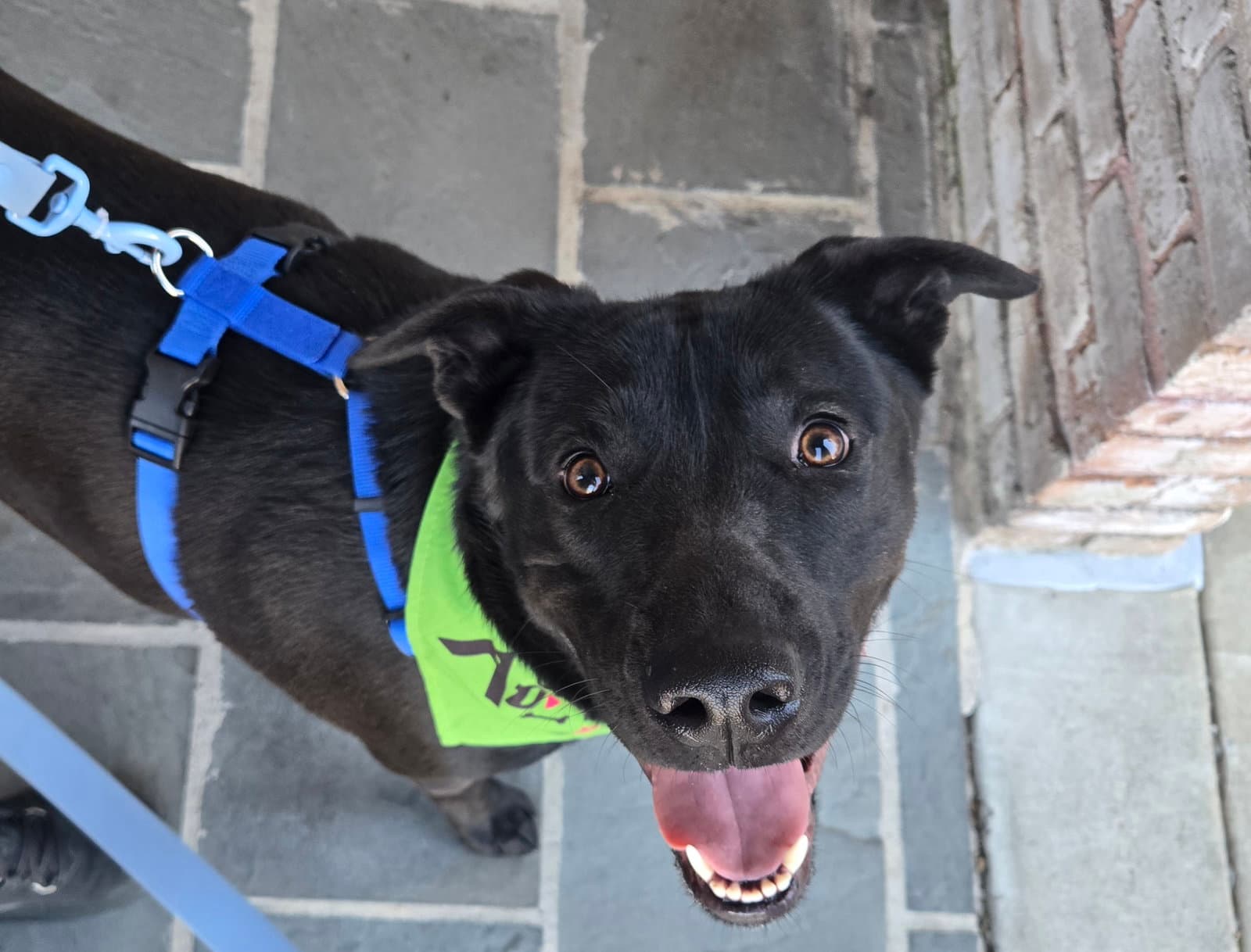 Augustus - Black Labrador Retriever