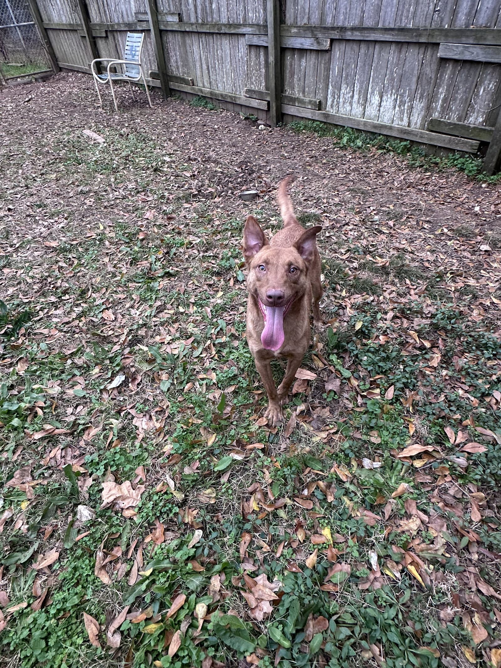 Joachim - Chocolate Labrador Retriever