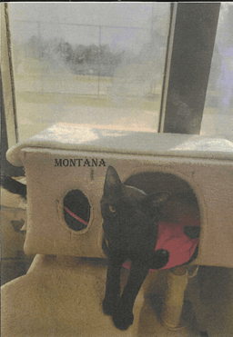 Montana image 1