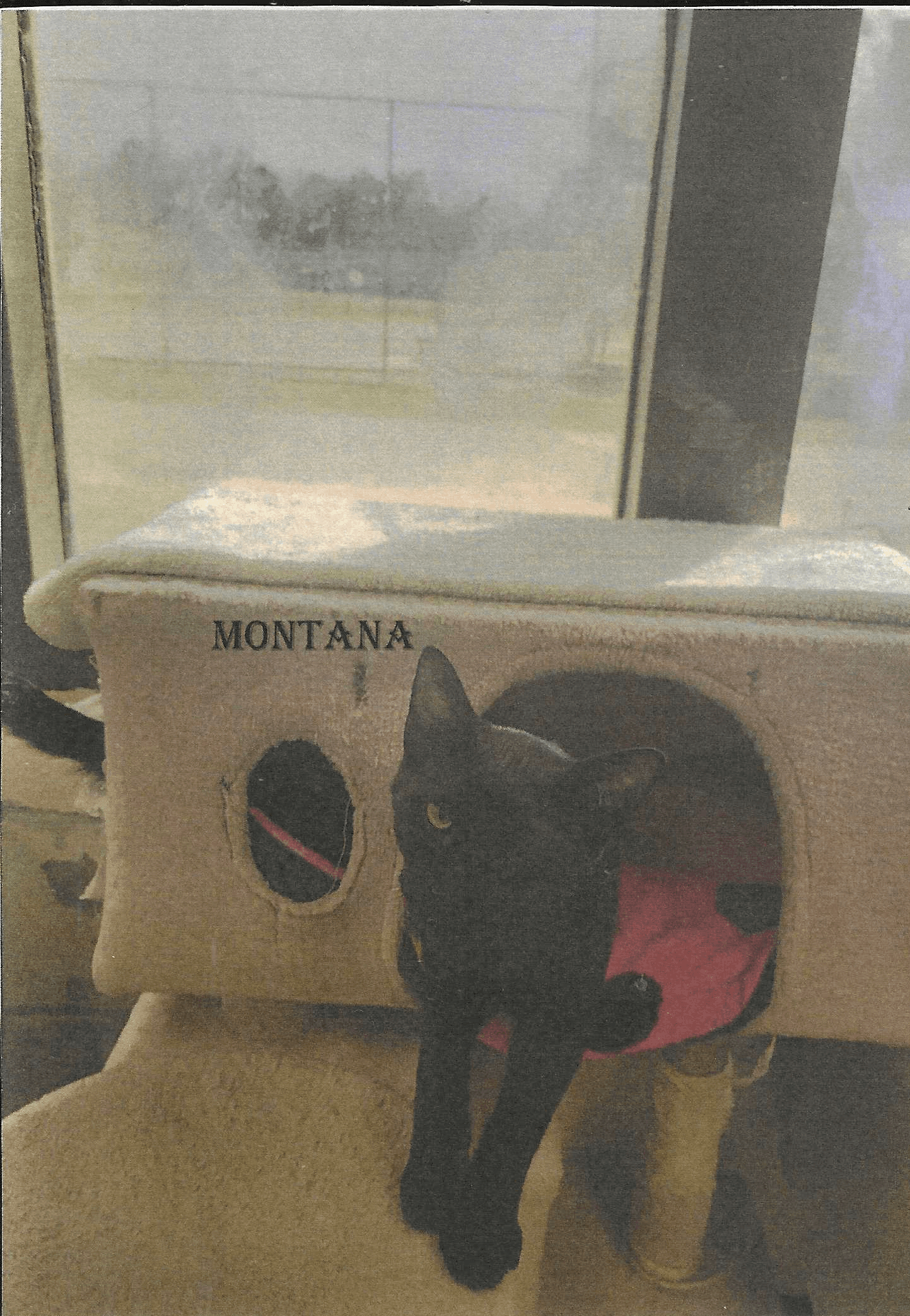 Montana - Domestic Short Hair