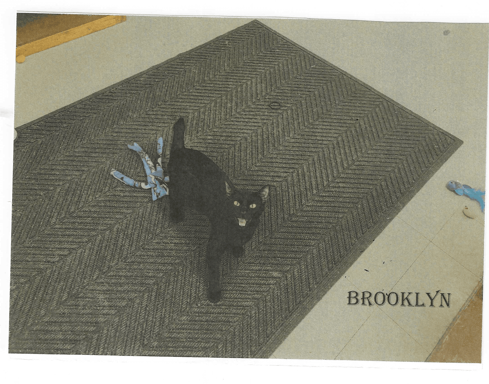Brooklyn - Domestic Short Hair