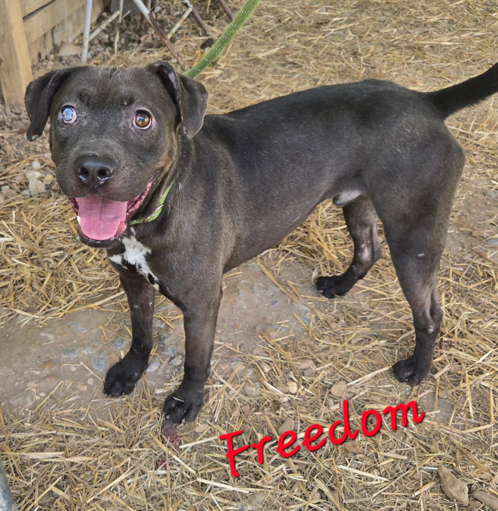 Freedom - American Staffordshire Terrier