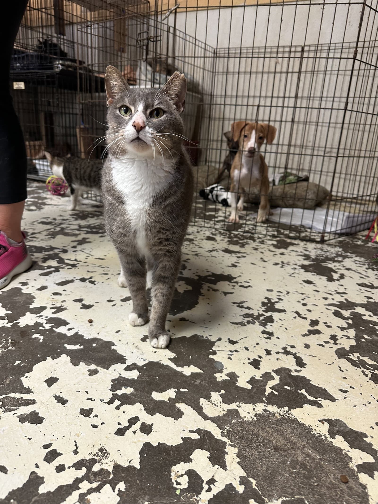 Mouse - Domestic Short Hair