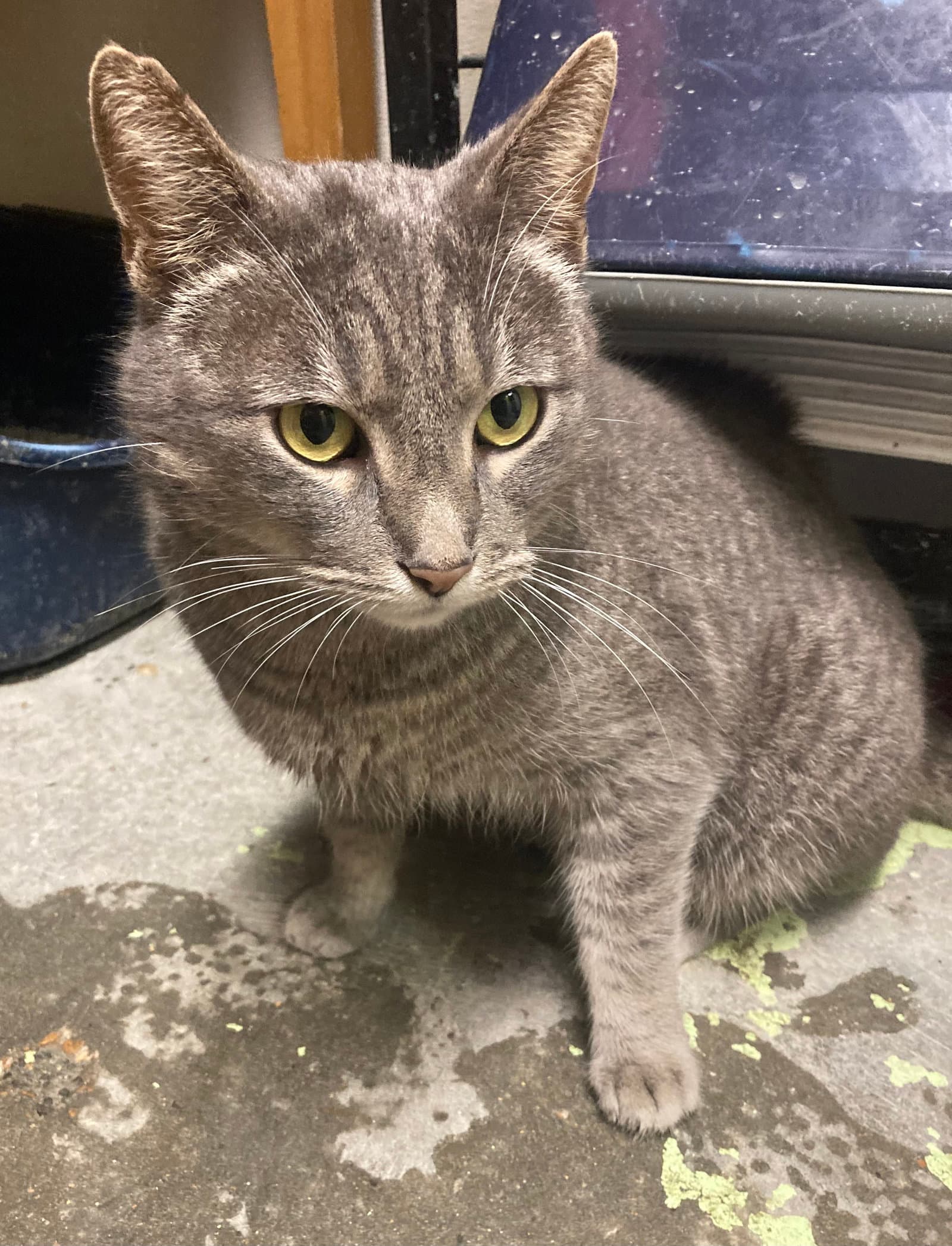 Smokes - Domestic Short Hair