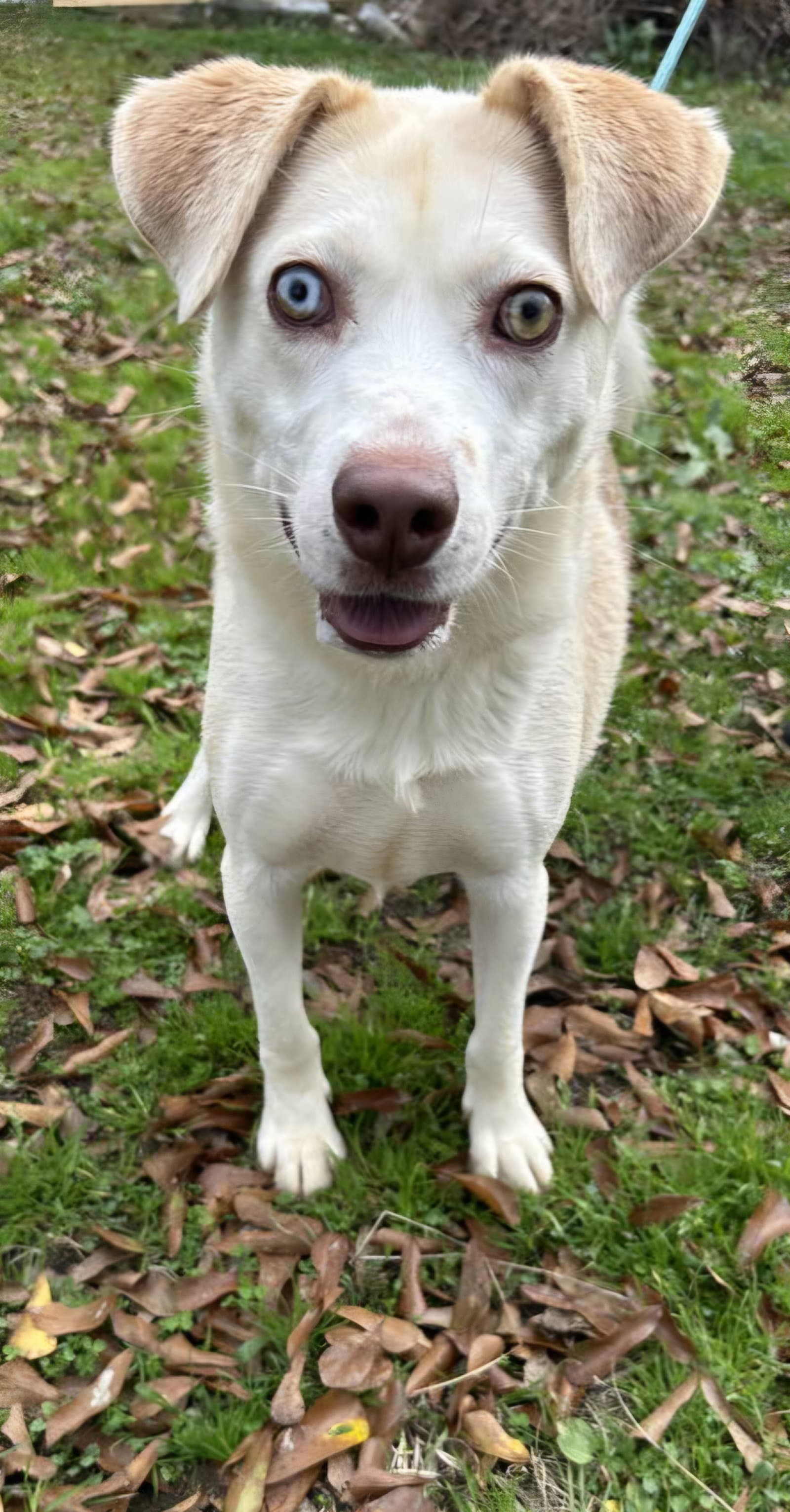 Maxwell - Husky