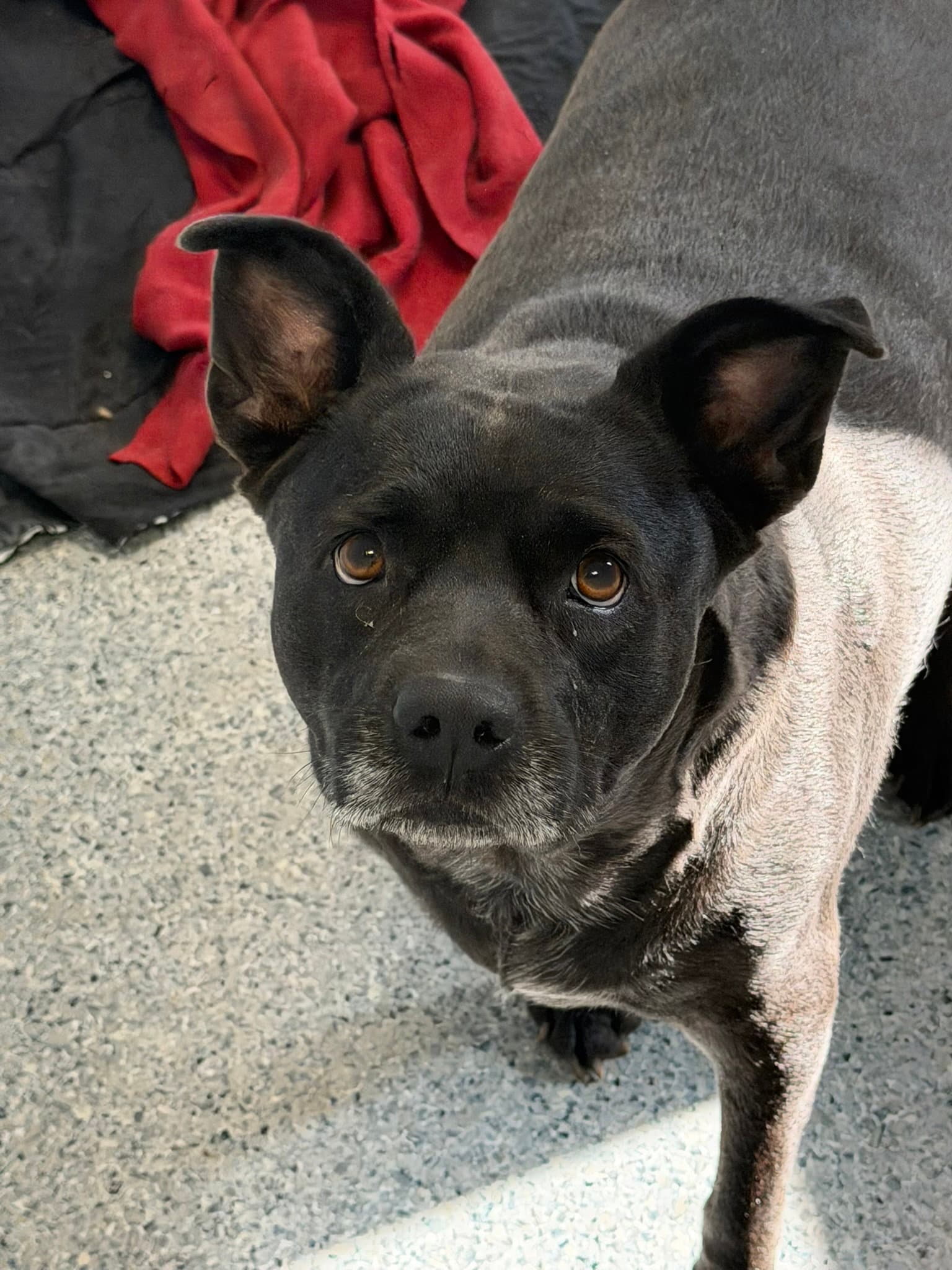 Clinique - Bulldog