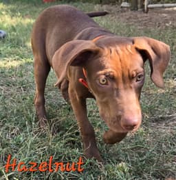 Hazelnut image 3