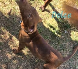 Dolce image 3