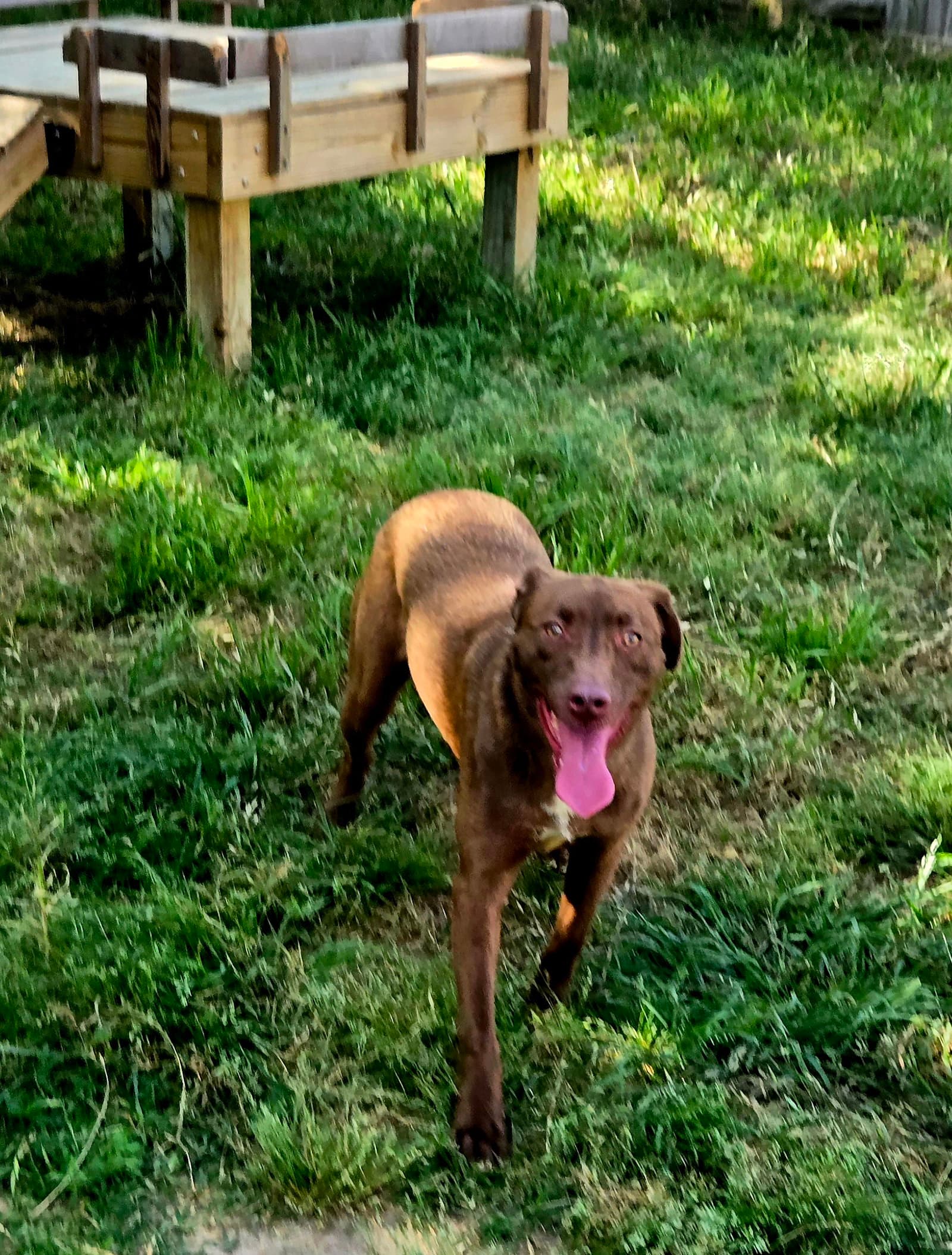 Dolce - Labrador Retriever