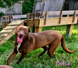 Dolce image 2