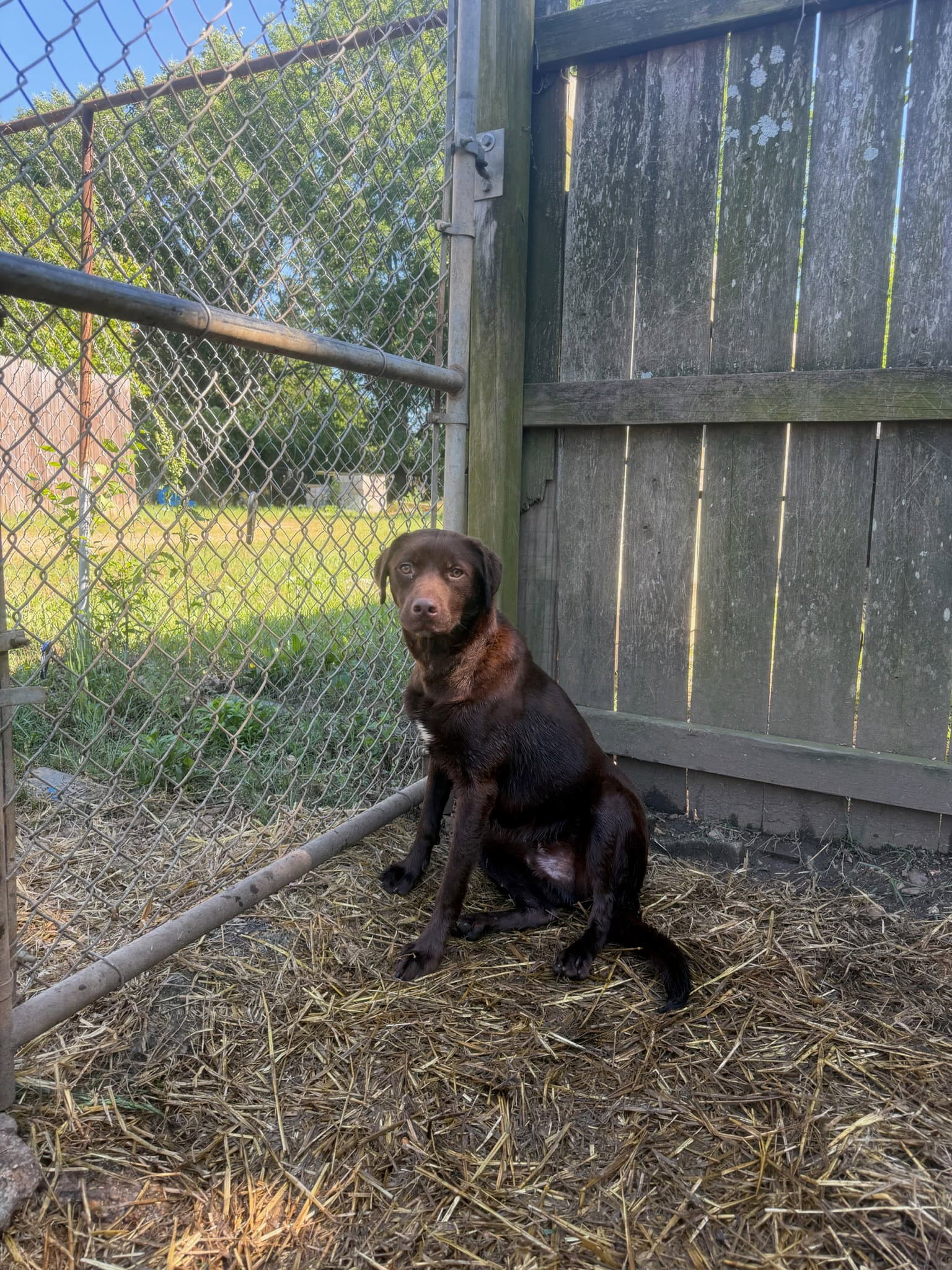 Gabbana - Labrador Retriever