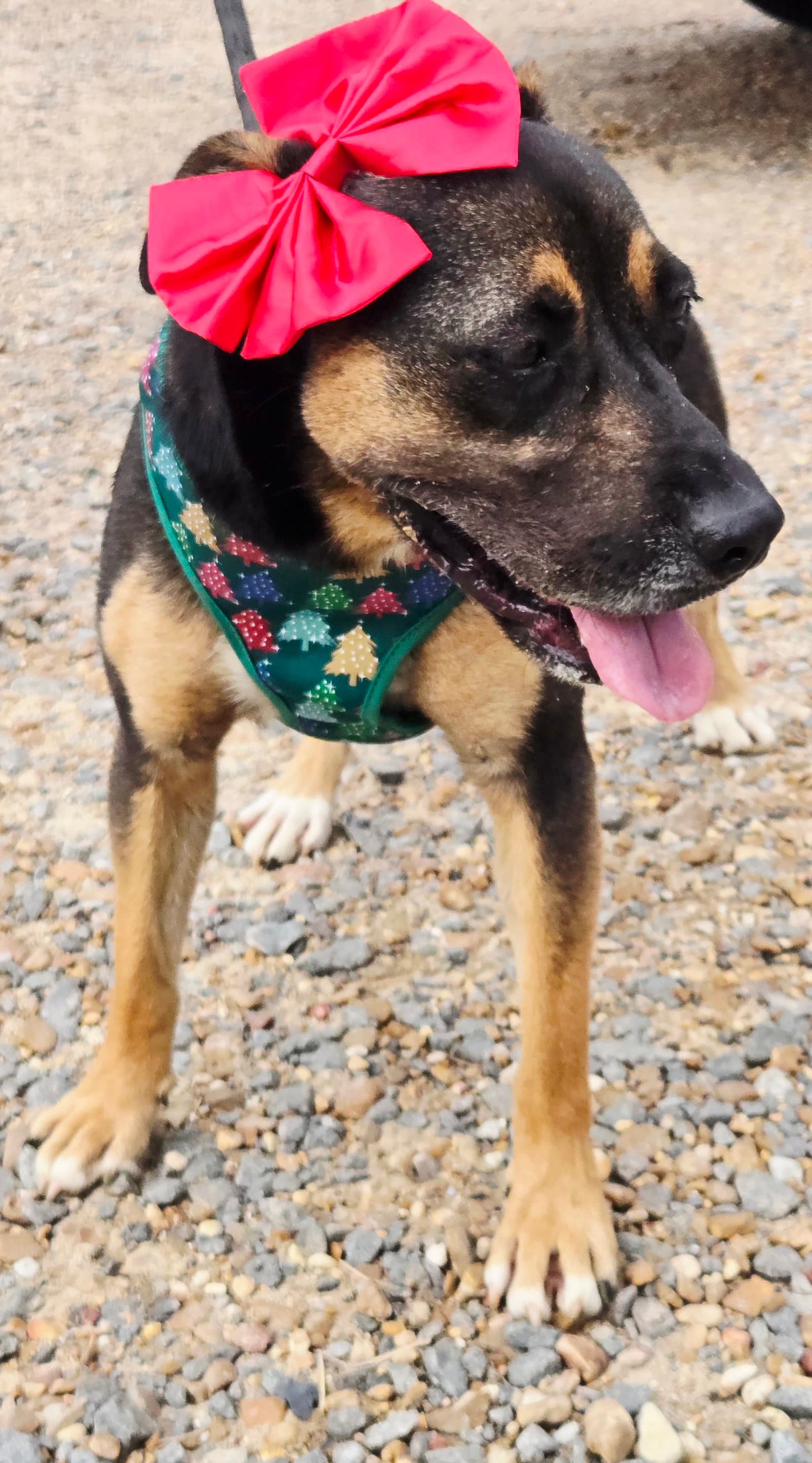 Little Miss - Mountain Cur
