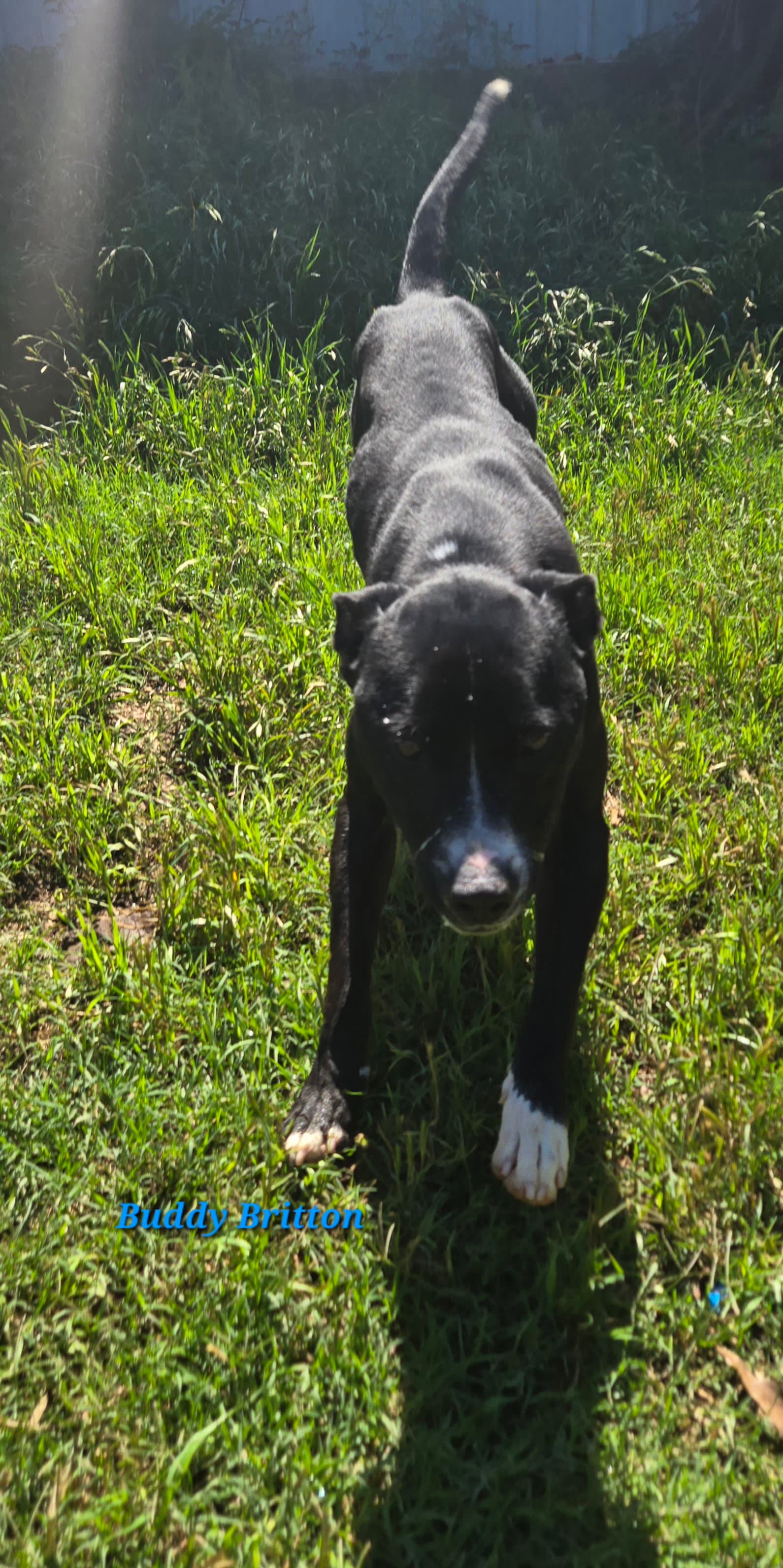 Buddy Britton - Mountain Cur