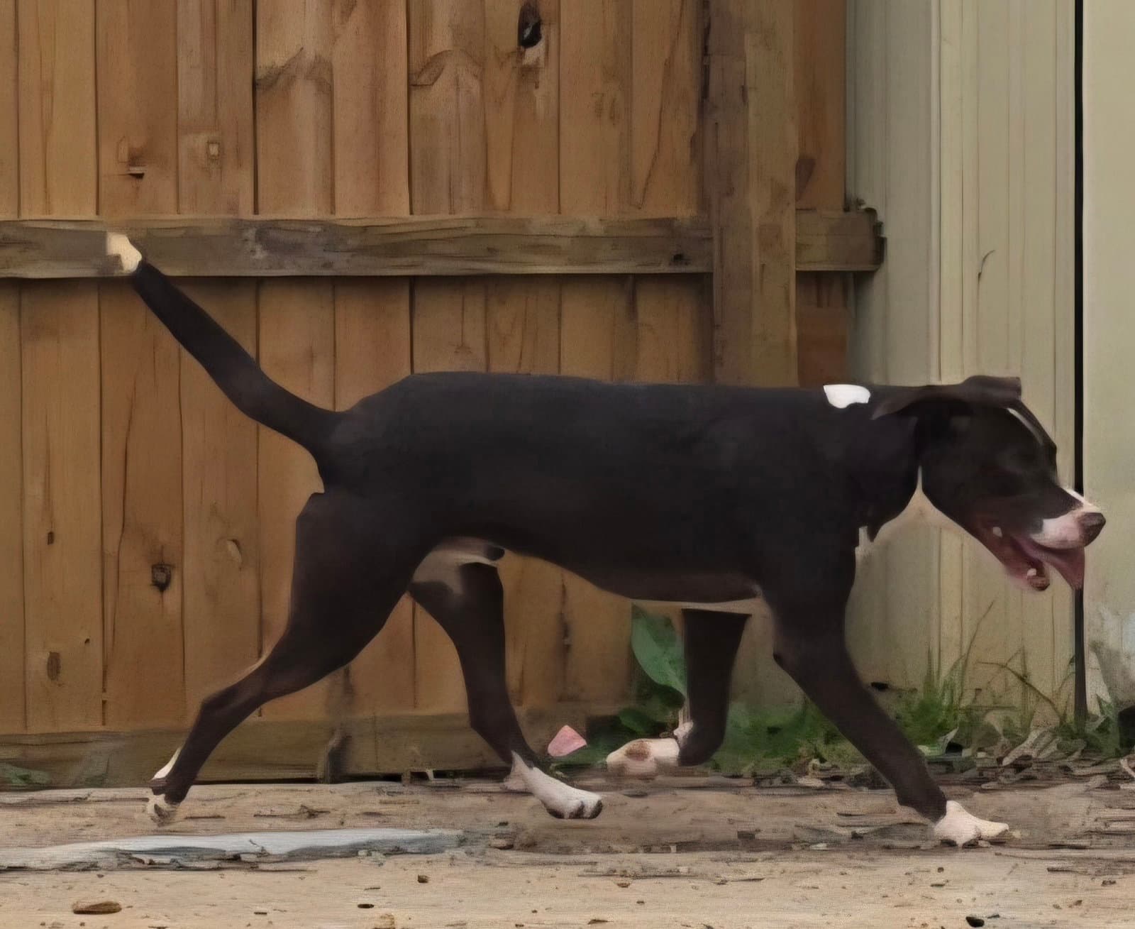 Hammer - Hound