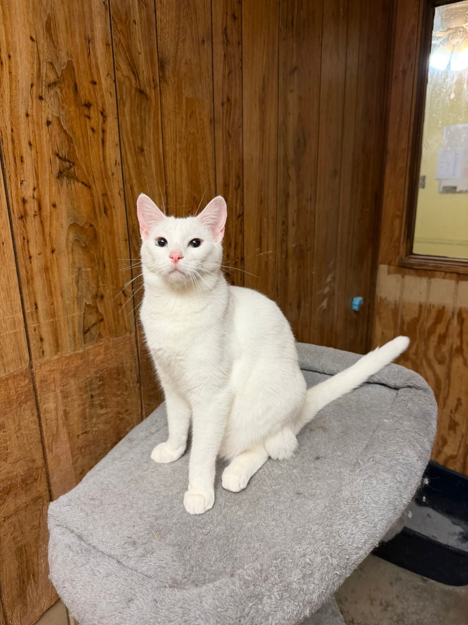 Smudge - Domestic Short Hair