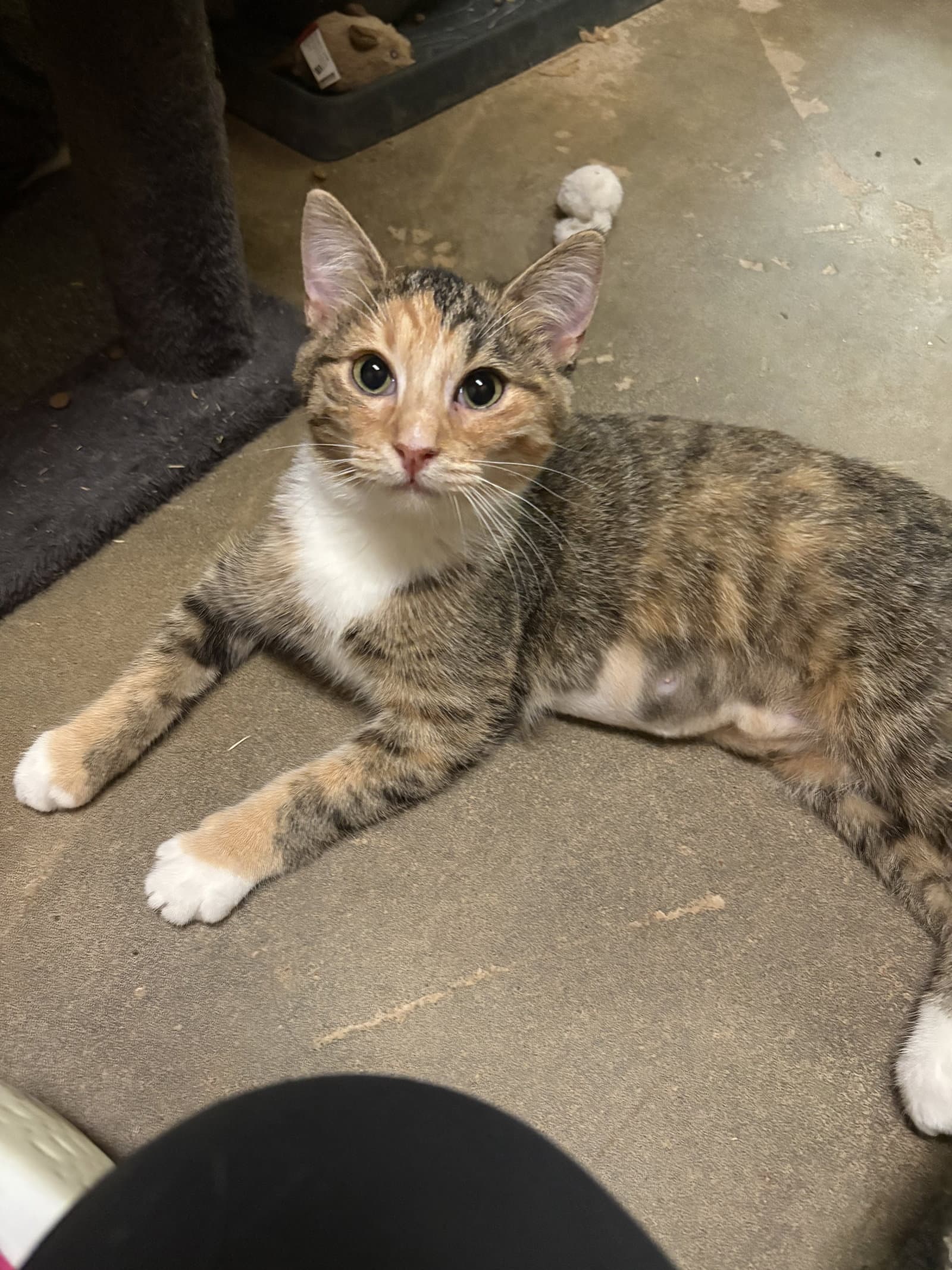 Ruby - Domestic Short Hair
