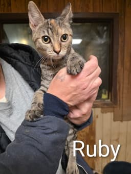 Ruby image 4