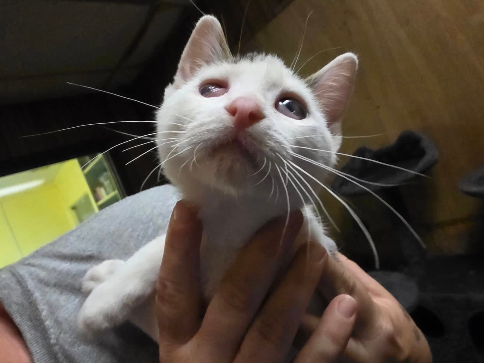 Scotty - Domestic Short Hair