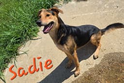 Sadie image 2