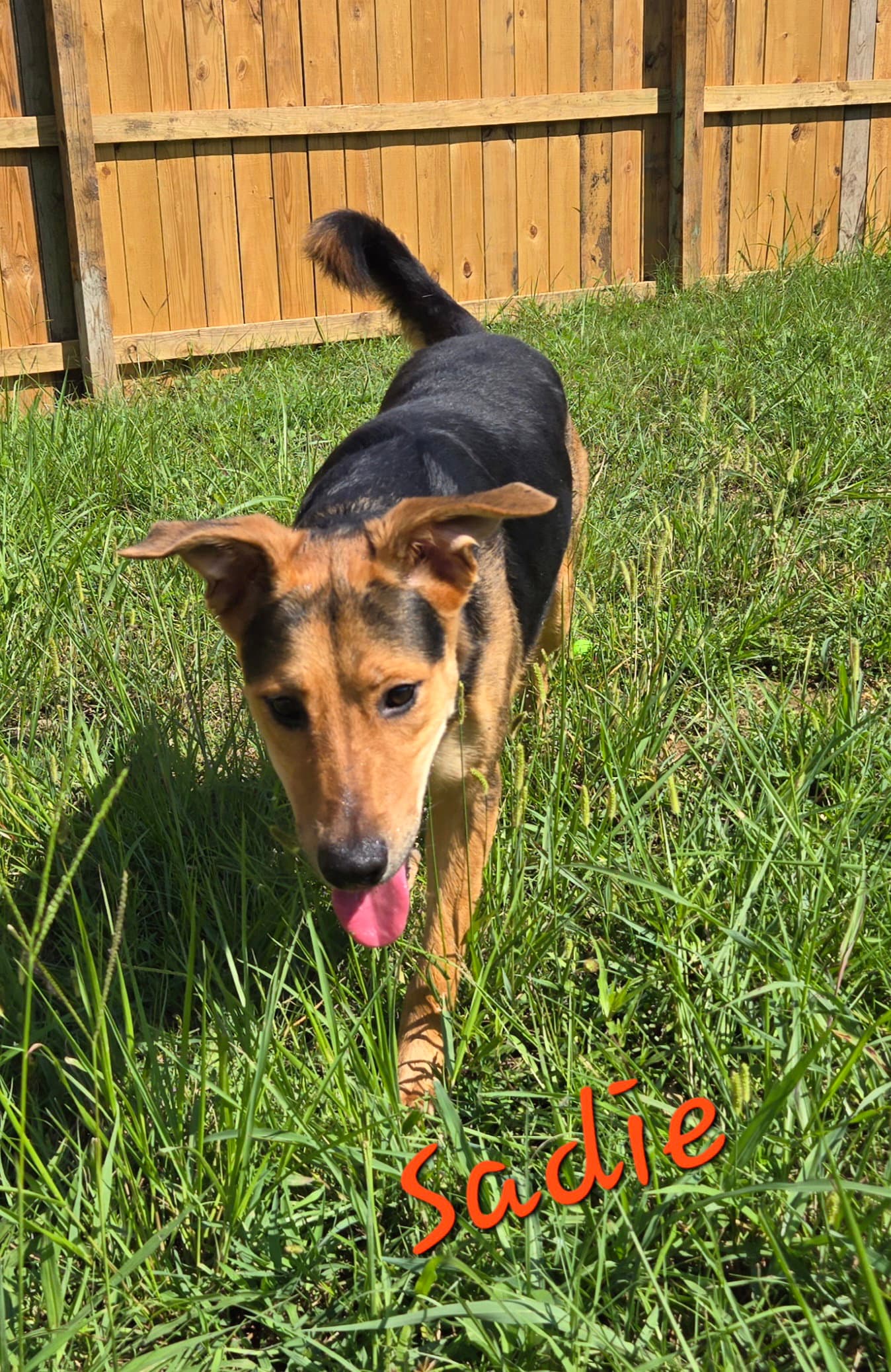 Sadie - Hound